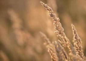 Wild field of grass on the golden sunset photo