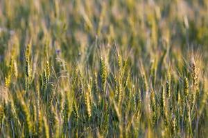 orejas de campo de trigo verde y amarillo de primavera fresca