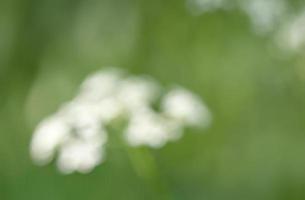 Wild grass on a sun light photo