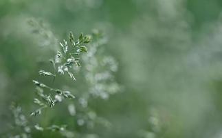 Wild grass on a sun light photo