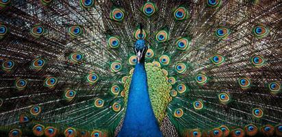 Beautiful peacock with loose feathers photo