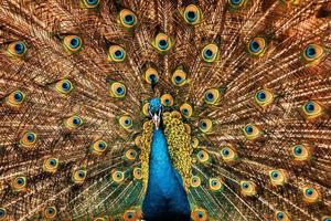 Beautiful peacock with loose feathers photo