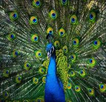 Beautiful peacock with loose feathers photo