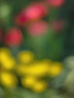 Abstract blurred image of a spring garden photo