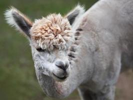 cerca de alpaca en la granja foto