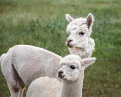 cerca de alpaca en la granja foto