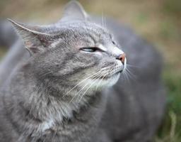 gray kitten playing outdoors photo