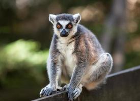 Lemur catta on blurred background photo