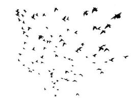 muchas aves volando en el cielo foto