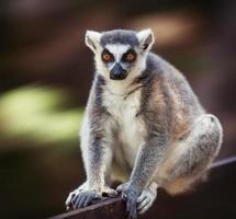 lemur catta sobre fondo borroso foto