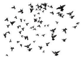 muchas aves volando en el cielo foto