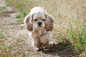 cocker spaniel americano foto