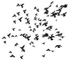 muchas aves volando en el cielo foto