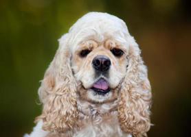 American Cocker Spaniel photo