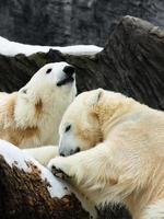 Two polar bears photo