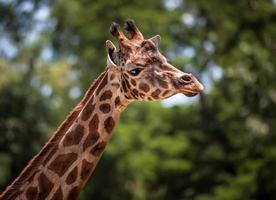 Portrait of a young giraffe photo