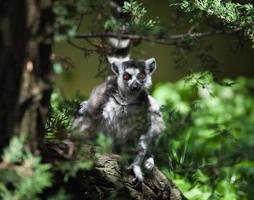 lemur catta sobre fondo de naturaleza borrosa foto