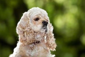 American Cocker Spaniel photo