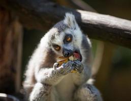 Lemur catta on blurred background photo