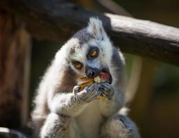 lemur catta sobre fondo borroso foto