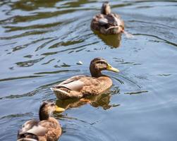 wild ducks on the lake photo