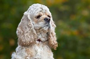 American Cocker Spaniel photo