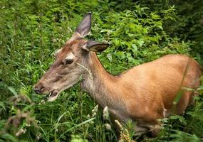 Young deer in the bushes photo