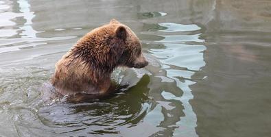 Brown bear in the zoo photo