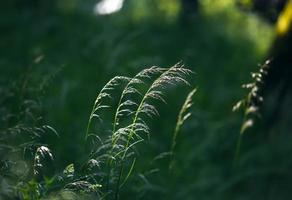 Wild grass background photo