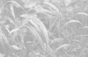 Water drops on the green grass photo