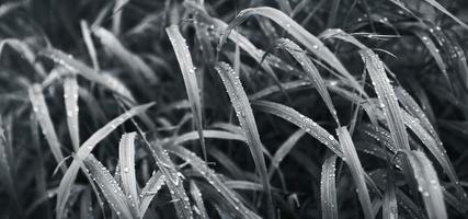 Water drops on the green grass photo