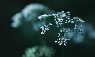 Wild grass background photo