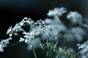 Wild grass background photo