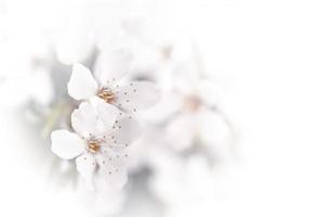 Soft focus spring background photo