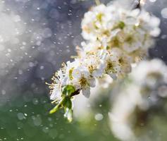 Spring rain in the garden photo