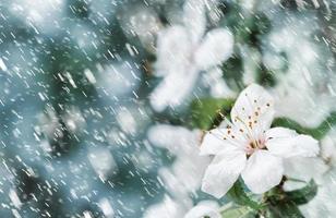 Soft focus spring background photo