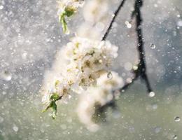 Spring rain in the garden photo