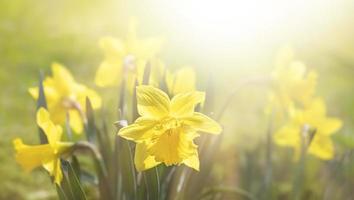 daffodils blooming in the garden photo