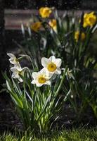 daffodils blooming in the garden photo