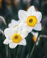 narcisos que florecen en el jardín foto