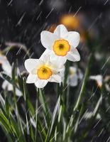 narcisos que florecen en el jardín foto