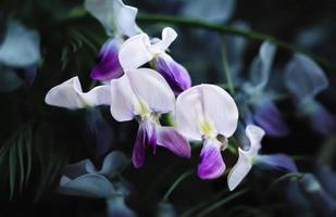 Blooming purple wisteria close up. photo