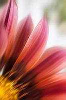 Abstract blurred flowers photo