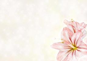 Amaryllis abstract floiral background photo