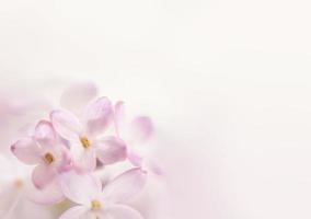 Flowers background with lilac photo