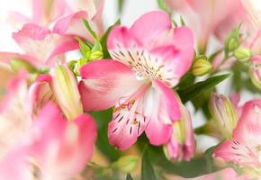 Alstroemeria flowers background photo