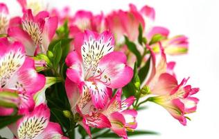 Alstroemeria flowers background photo