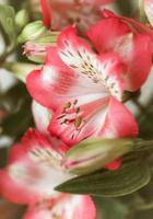 fondo de flores de alstroemeria foto