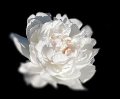 fondo floral. flor de peonía aislada en negro foto
