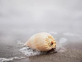 Sea shell lying on a sandy beach photo